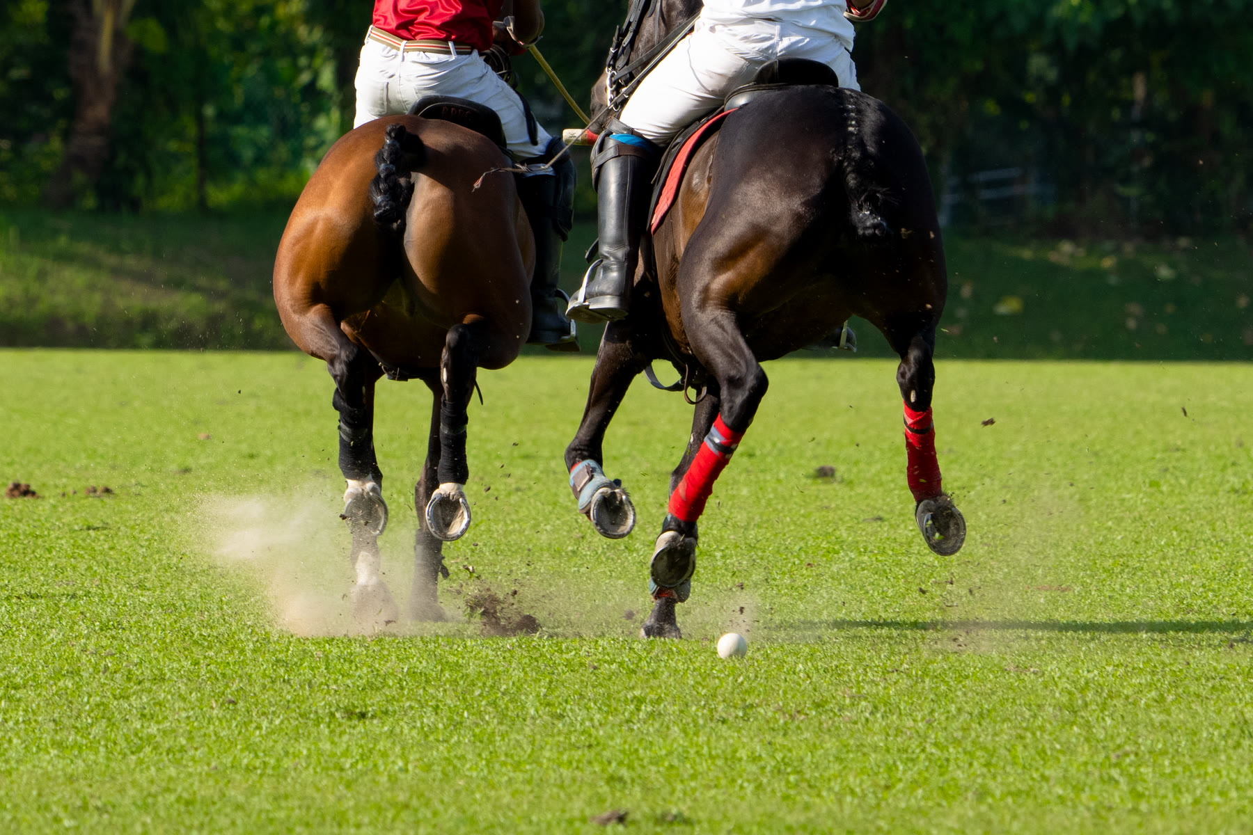 Polo horses mid-gallop